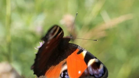 A peacock butterfly supping nectar Stock Footage 114190538