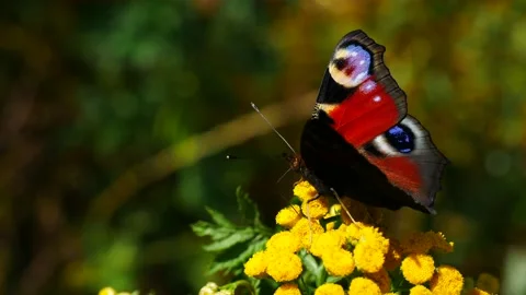 Peacock butterfly on tansy flower eats nectar. 스톡 동영상 157966674