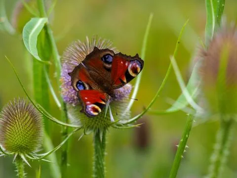 Peacock butterfly on a teasel flower Stock Photos