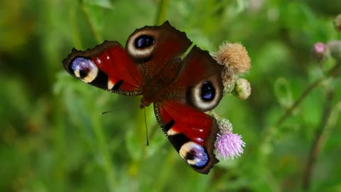 Peacock butterfly on a thistle flower eats nectar. Stock-Footage 157967125
