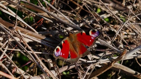 Peacock Butterfly on Yellow Corn Grass 库存影片 332043077