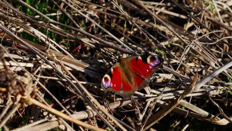 Peacock Butterfly on Yellow Corn Grass Video stock 332043109