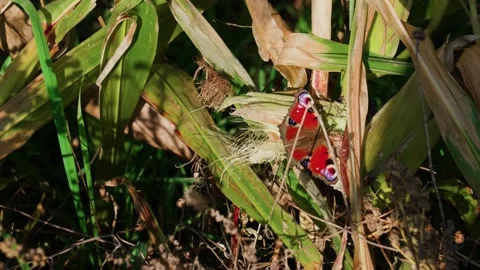 Peacock Butterfly on Yellow Corn Grass Video stock 332043155