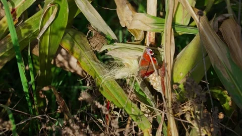 Peacock Butterfly on Yellow Corn Grass Video stock 332043168