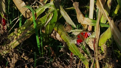 Peacock Butterfly on Yellow Corn Grass Video stock 332043284