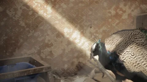 Peacock in the cage on the farm. Stock Footage 89899986