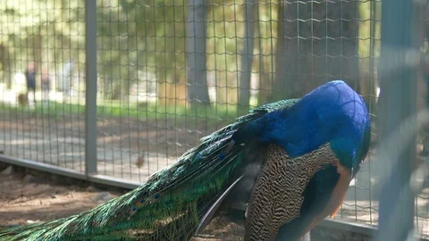 The peacock in the cage Stock Footage 90367330