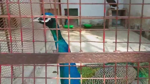 Peacock in cage  Stock Footage 139687926