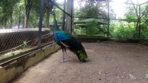 Peacock in the cage Stock Footage 168086296