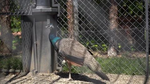 Peacock in a cage Vídeo Stock 197630761