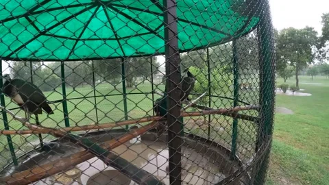 Peacock cage in a garden while its raining 2 Stock Footage 255724158