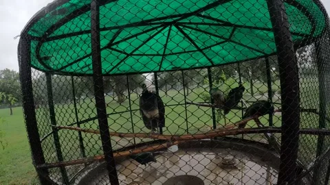 Peacock cage in a garden while its raining Stock Footage 255724171