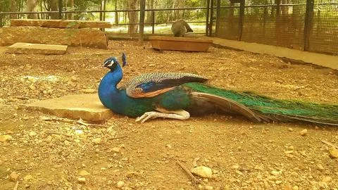 Peacock in the cage at the nation zoo Stock Photos