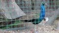 Peacock in cage at the zoo HD Footage