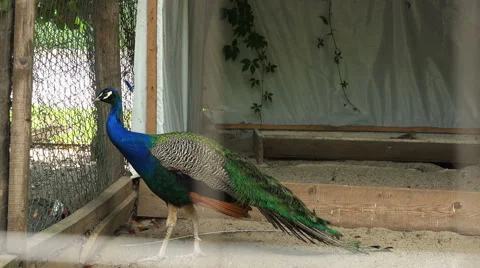 Peacock in captivity 4k Stock Footage 40607242
