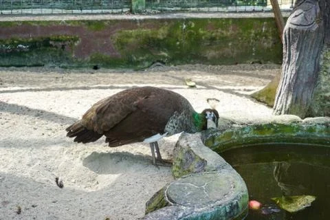 Peacock in Captivity - image Stock Photos