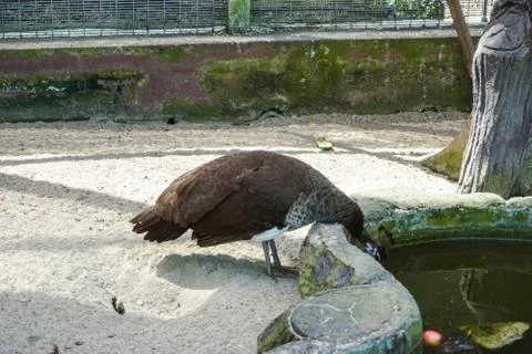 Peacock in Captivity - image Stock Photos