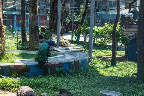 Peacock in captivity missing colorful tail feathers Stock Photos
