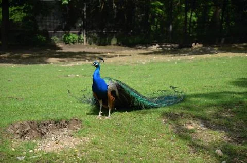 Peacock in captivity  Stock Photos