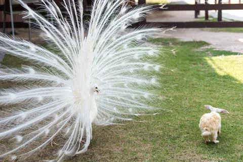 Peacock chasing Rabbit on green grass. Home decorative rabbit outdoors. Littl Stock Photos