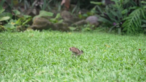 Peacock chicks in the grass Stock Footage 229452289