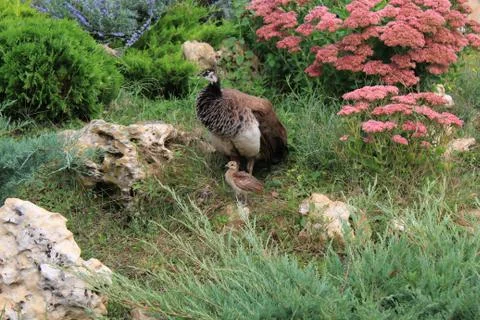 The peacock with a child Stock Photos