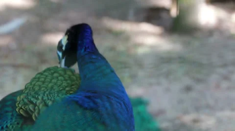 Peacock cleaning feather Stock Footage 35695940