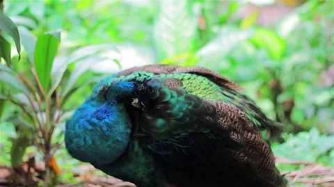 Peacock cleaning its feather. Stock Footage 80185989