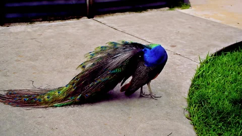 Peacock is cleaning its feather. Stock Footage 152953643