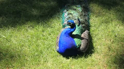 Peacock cleaning plumage Video stock 8876577
