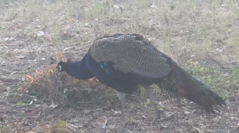 Peacock close-up 3 Stock Footage 33472115