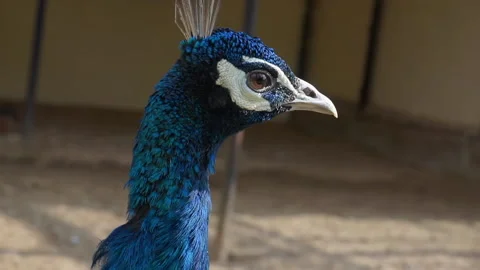 Peacock close up in bird park Stock Footage 140728228