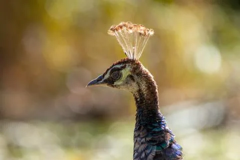 Peacock Close-Up with Blurred Background Stock Photos
