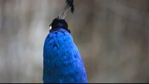 Peacock Close up Stock-Footage 7906273