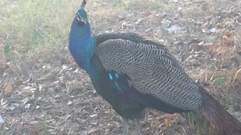 Peacock close-up Stock Footage 33472141