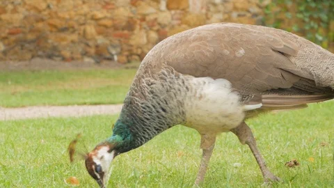 Peacock close up Stock Footage 96024754