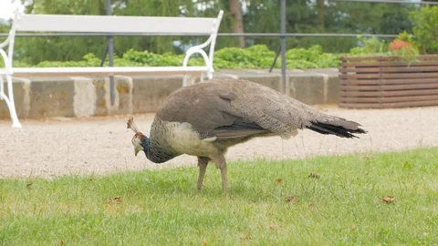 Peacock close up Stock Footage 96024790