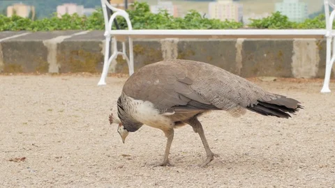 Peacock close up Stock Footage 96024841