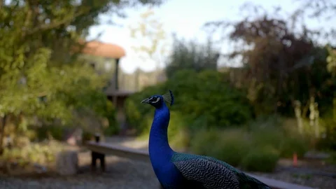 Peacock close up Видео 101009049