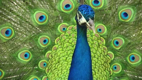 Peacock close up Stock Footage 160149242