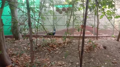 Peacock close up 스톡 동영상 255843641