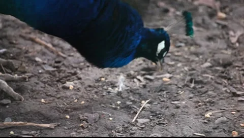 Peacock Close up pan shot Stock-Footage 7906243