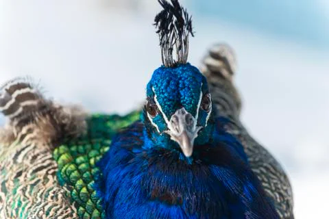 Peacock close-up Stock Photos