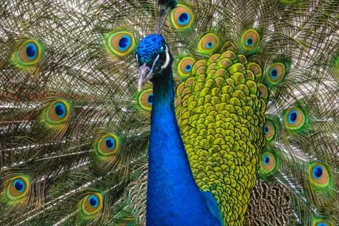 Peacock close up 스톡 사진