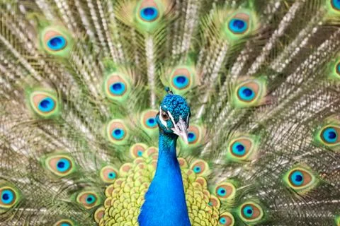 Peacock close up Stock Photos
