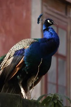 Peacock close-up Stock Photos