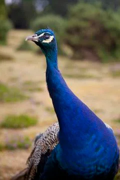 Peacock close up Stock Photos