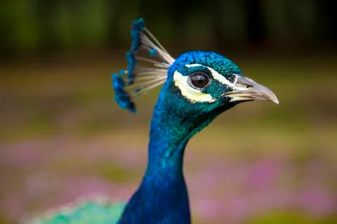 Peacock close up Stock Photos