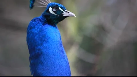Peacock Close up with rack focus Stock-Footage 7906791