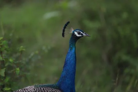 Peacock close up shot side view on nature green background Stock Photos